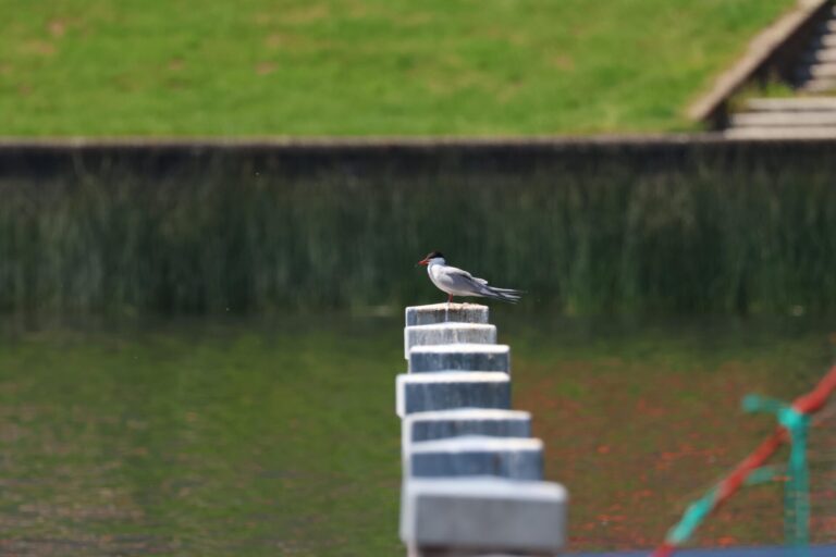 Beeld met vogel tijdens Optimist on Tour.