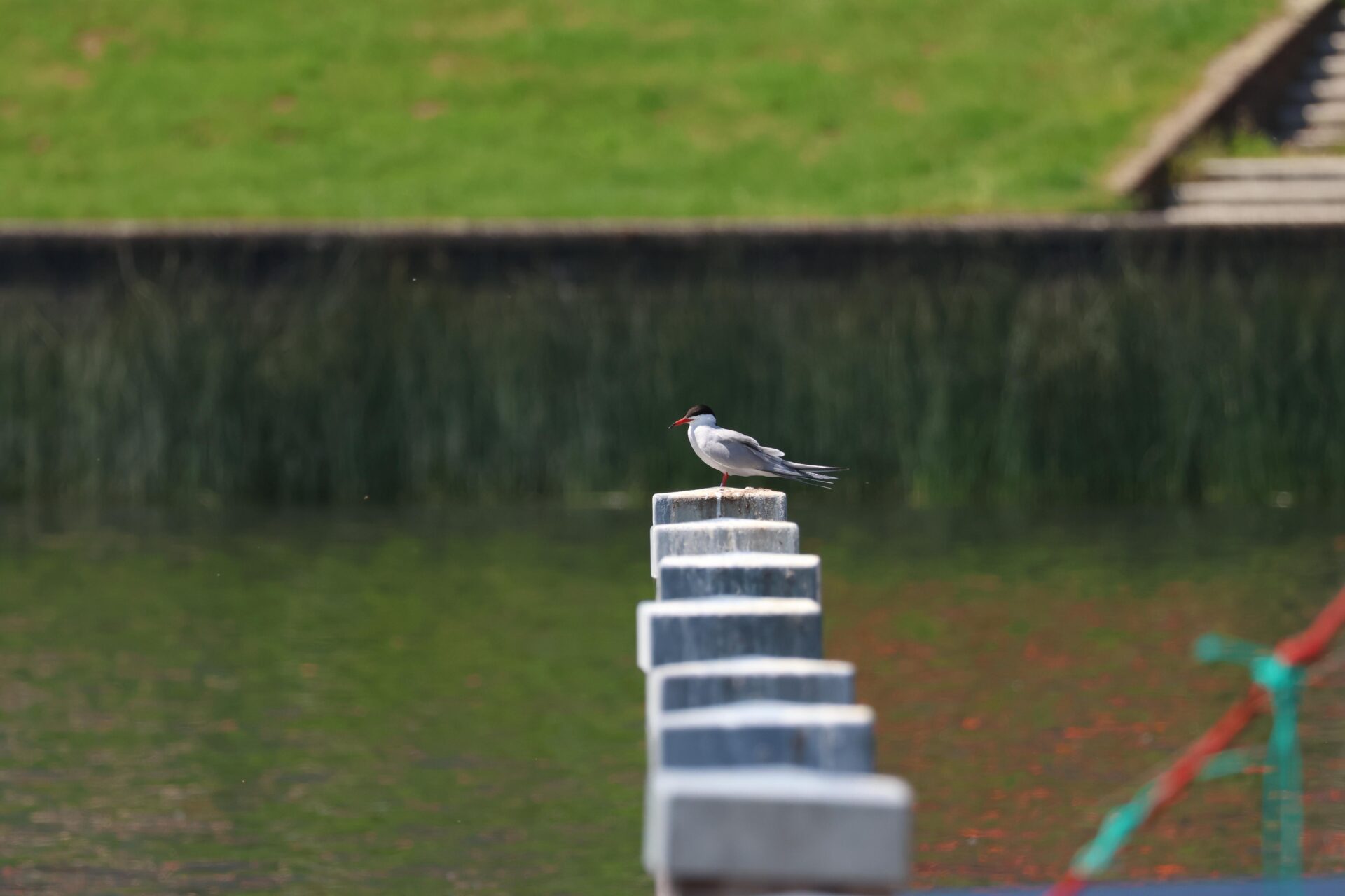 Beeld met vogel tijdens Optimist on Tour.